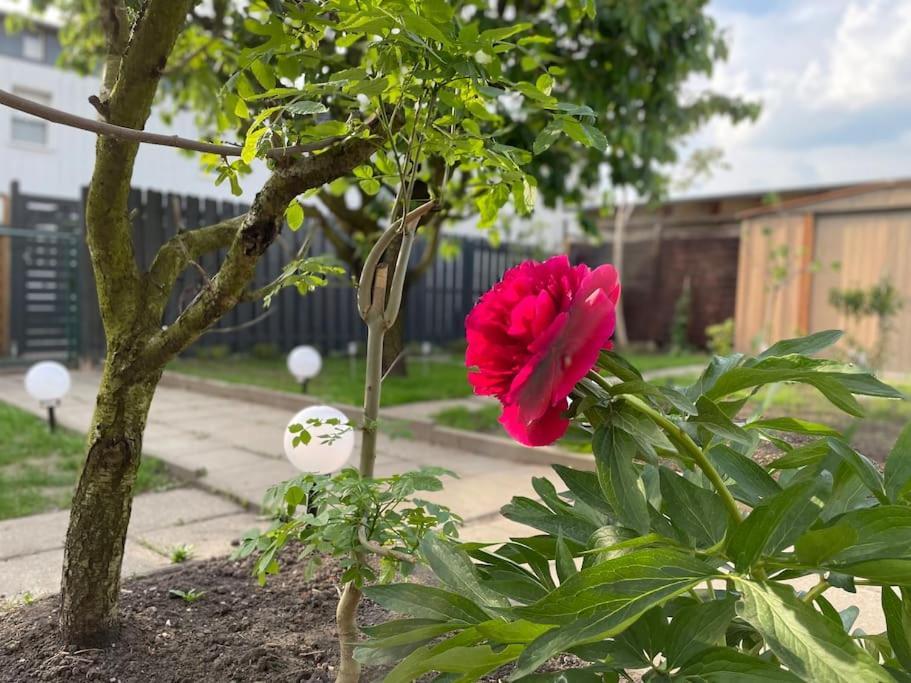 Schoenes Reihenhaus Mit Garten Magdeburg Kültér fotó